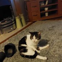 Copeland Veterinary Surgeons ico