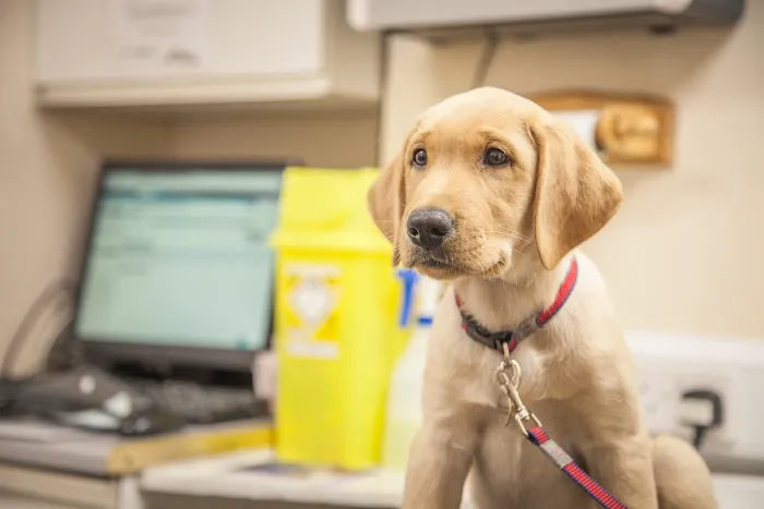 Copeland Veterinary Surgeons Picture 10