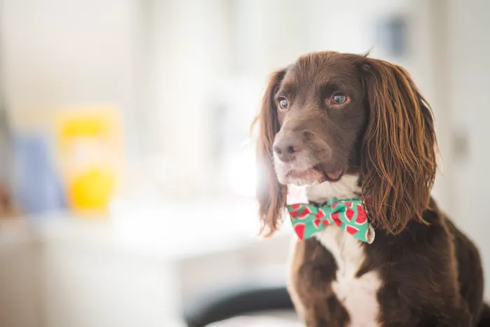 Copeland Veterinary Surgeons Picture 4