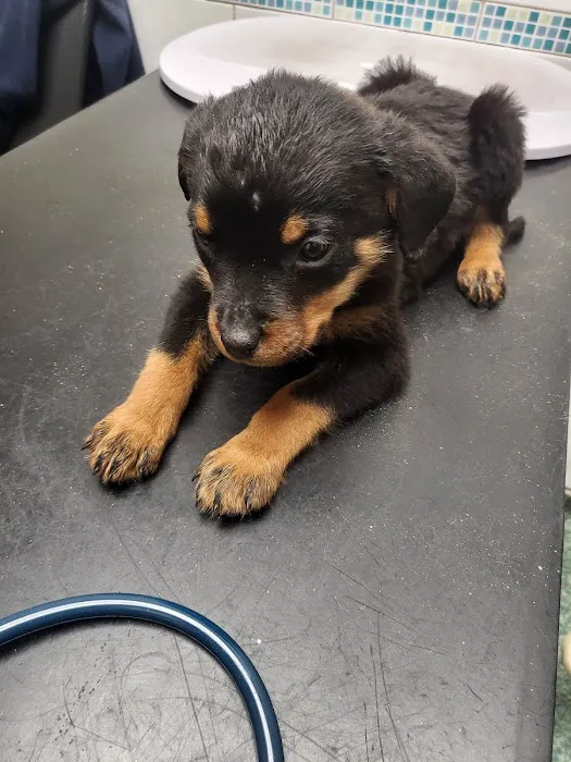 Gilmoor Vets, Sunderland Picture 7