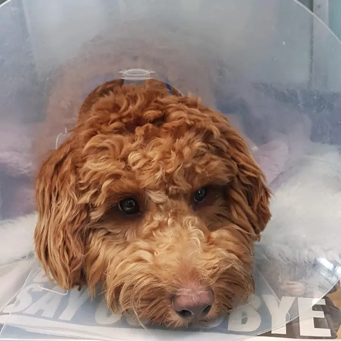 Gilmoor Vets, Sunderland Picture 4
