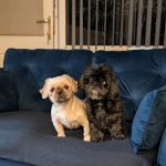 Medivet Washington