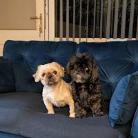 Medivet Washington ico