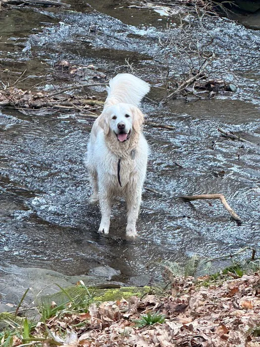Medivet Washington Picture 9