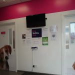 Vets4Pets - Sunderland South