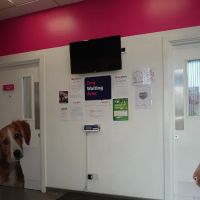 Vets4Pets - Sunderland South ico