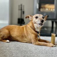Vets4Pets Washington ico