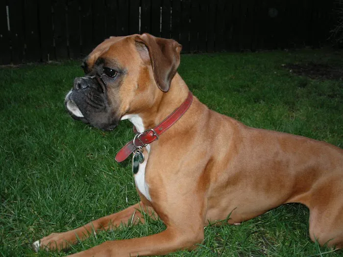 Tarril Boarding Kennels & Cattery Picture 6