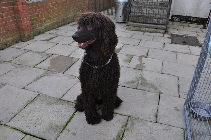 Tarril Boarding Kennels & Cattery Picture 10
