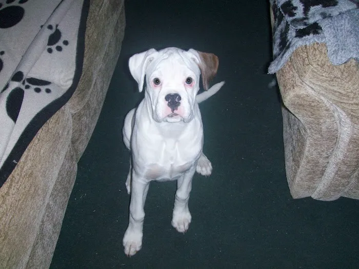 Tarril Boarding Kennels & Cattery Picture 9