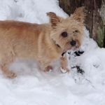Tarril Boarding Kennels & Cattery
