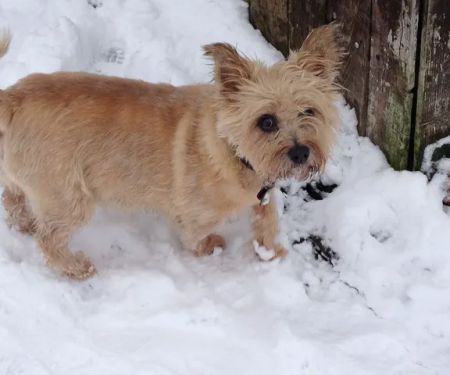 Tarril Boarding Kennels & Cattery