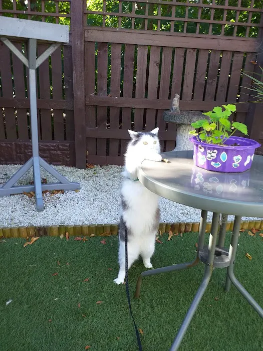 Winchester Cattery Picture 3