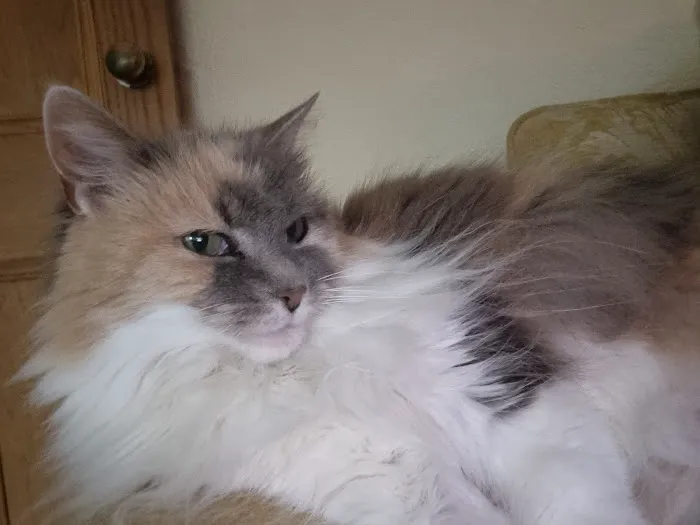 Winchester Cattery Picture 7