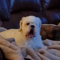 Veterinary Vision Limited ico