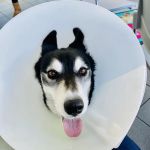 Sunderland PDSA Pet Hospital