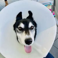 Sunderland PDSA Pet Hospital ico