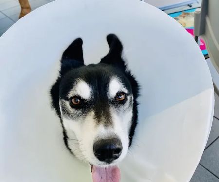 Sunderland PDSA Pet Hospital