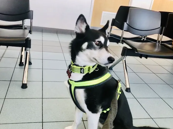 Sunderland PDSA Pet Hospital Picture 5