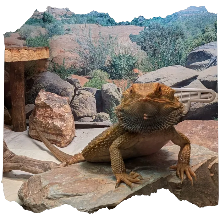 Smith's Reptiles Picture 10