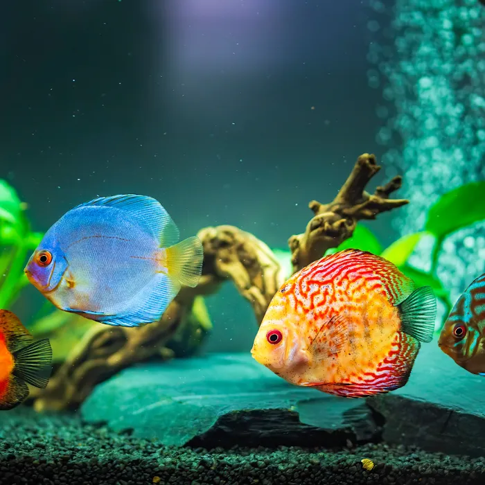 Smith's Aquatics Picture 6