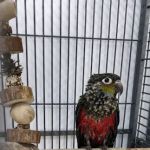 Smith's Pets