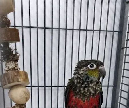 Smith's Pets