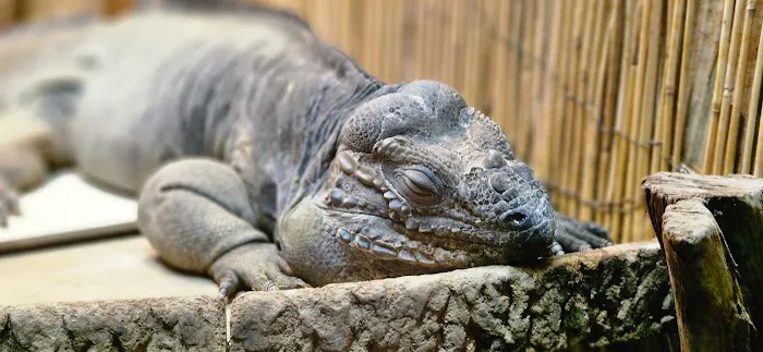 Smith's Pets Picture 2