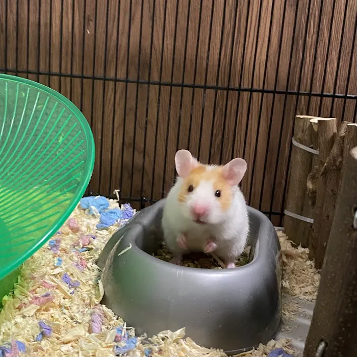 Pets at Home Teesside Picture 6