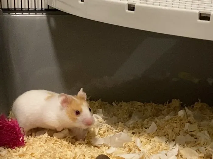 Pets at Home Teesside Picture 5