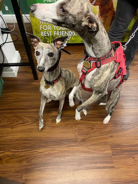 The Pet Quarter Picture 7