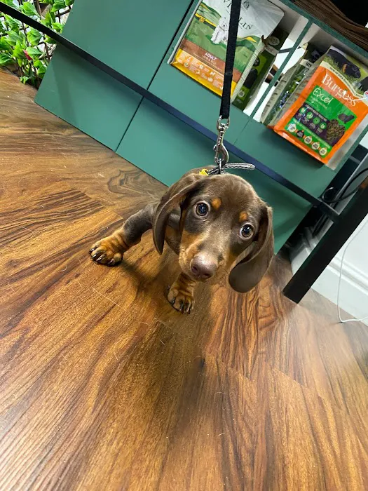 The Pet Quarter Picture 9