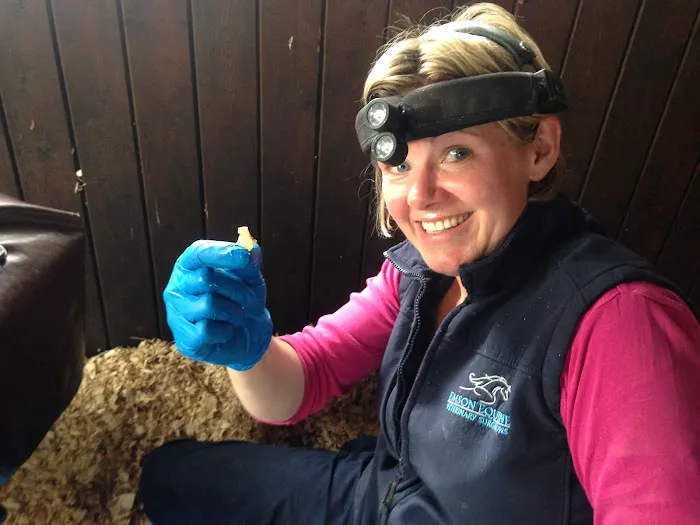 The Equine Dental Vet Picture 9