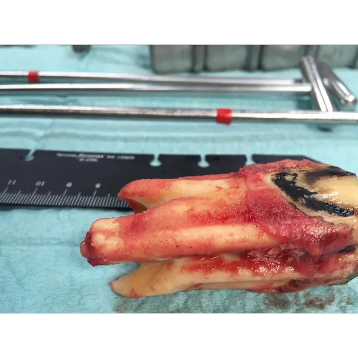 The Equine Dental Vet Picture 10