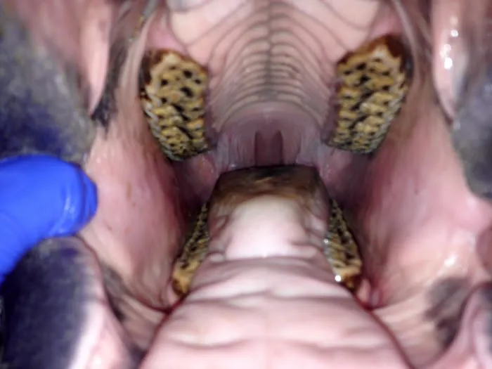 The Equine Dental Vet Picture 6
