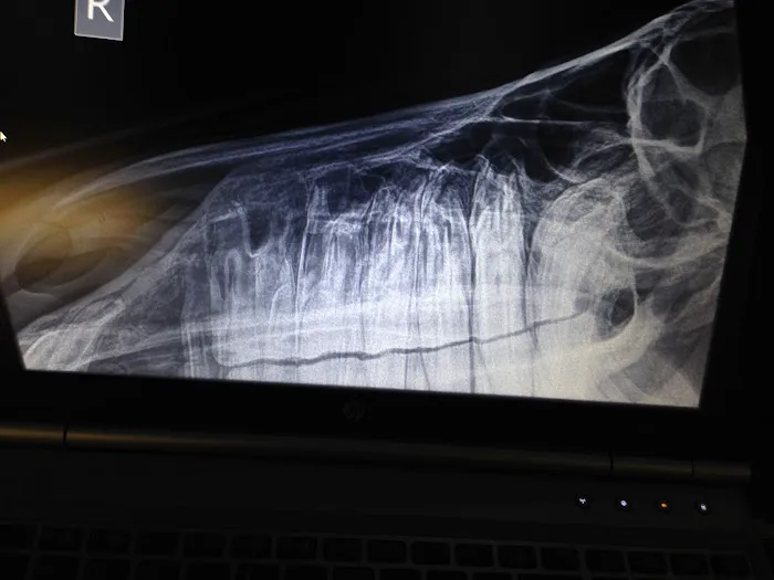 The Equine Dental Vet Picture 3