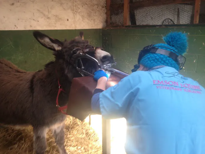The Equine Dental Vet Picture 4