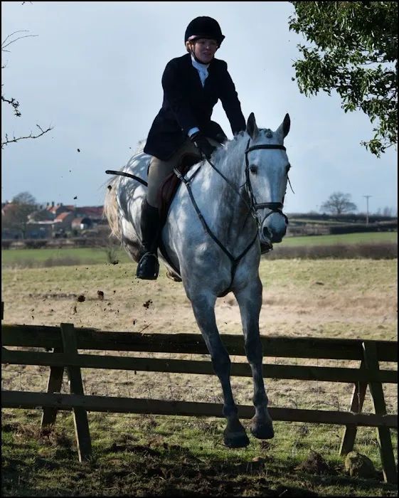 The Equine Dental Vet Picture 8