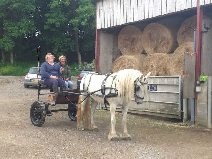 The Equine Dental Vet Picture 5