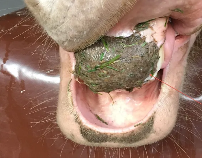 The Equine Dental Vet Picture 2