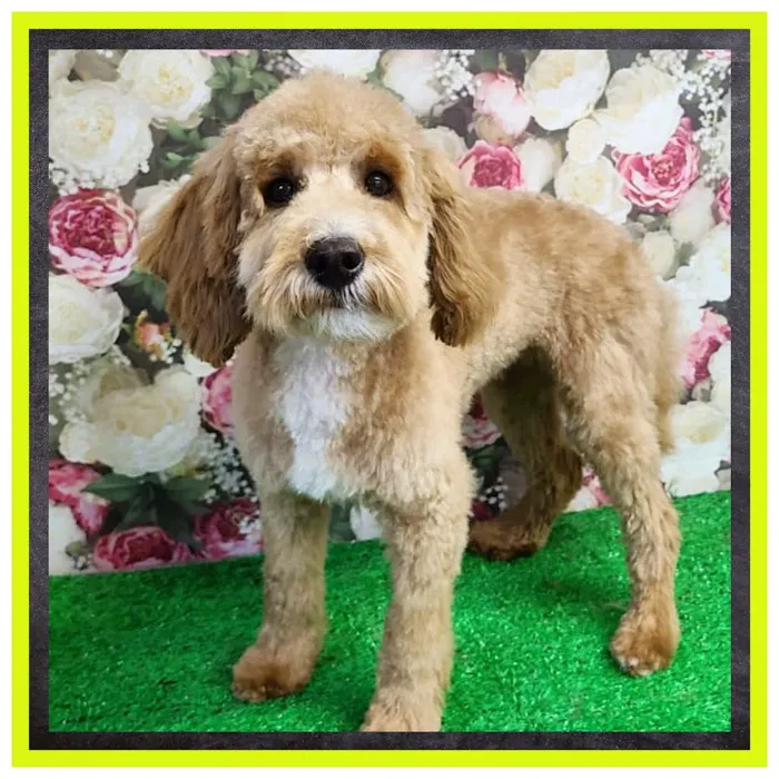 Ingleby Pet Supplies & Dog Grooming Picture 10