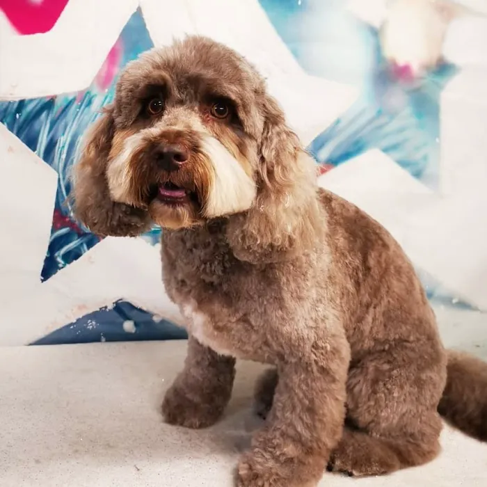 Ingleby Pet Supplies & Dog Grooming Picture 5