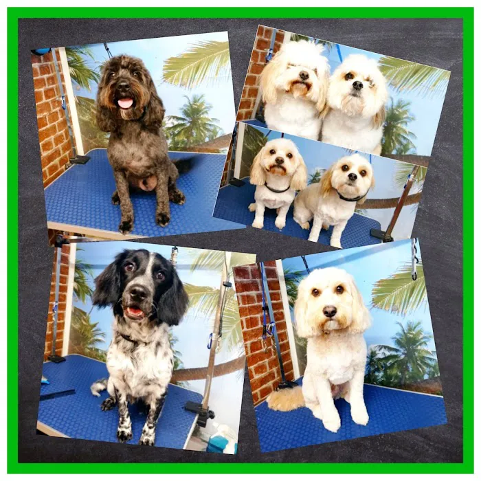 Ingleby Pet Supplies & Dog Grooming Picture 7