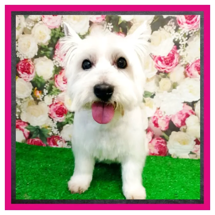 Ingleby Pet Supplies & Dog Grooming Picture 6