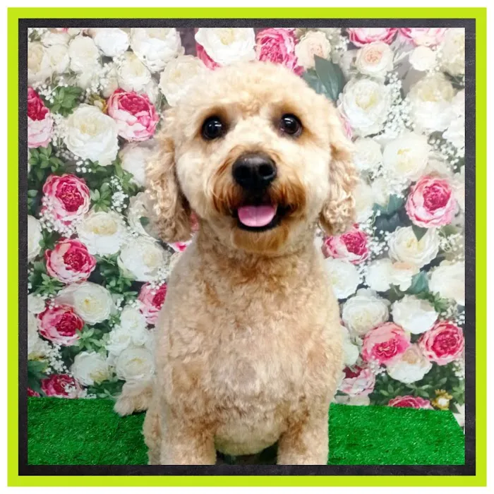 Ingleby Pet Supplies & Dog Grooming Picture 9