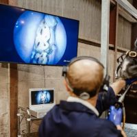 Equine veterinary Dentist Ltd ico