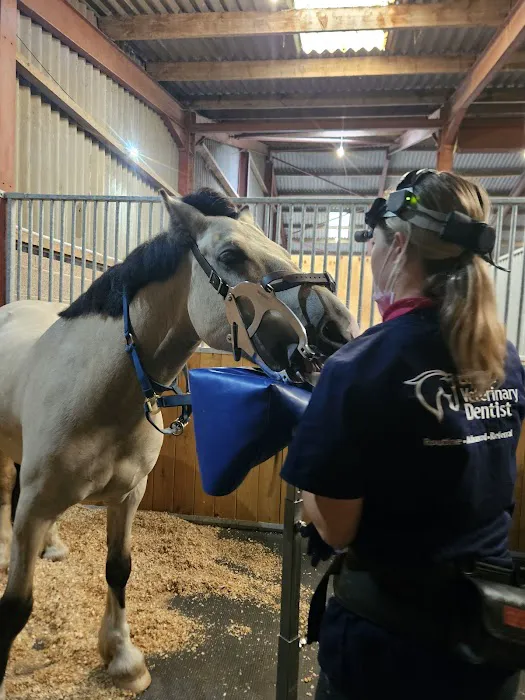 Equine veterinary Dentist Ltd Picture 4