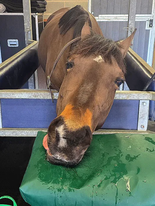 Equine veterinary Dentist Ltd Picture 6