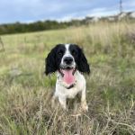 Swale Veterinary Surgery