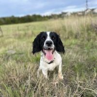 Swale Veterinary Surgery ico